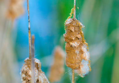 网页版短信攻击